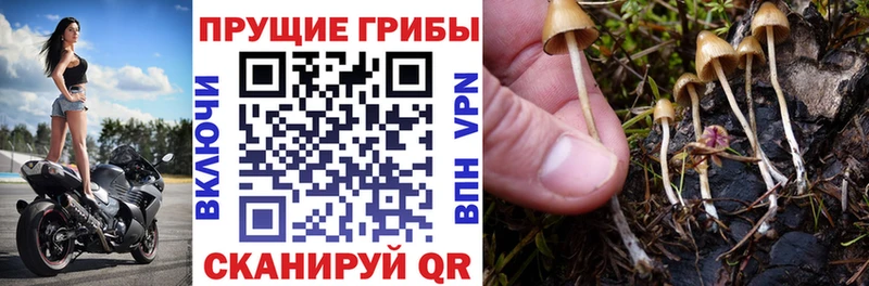 Купить  Краснокаменск  Псилоцибиновые грибы мицелий 